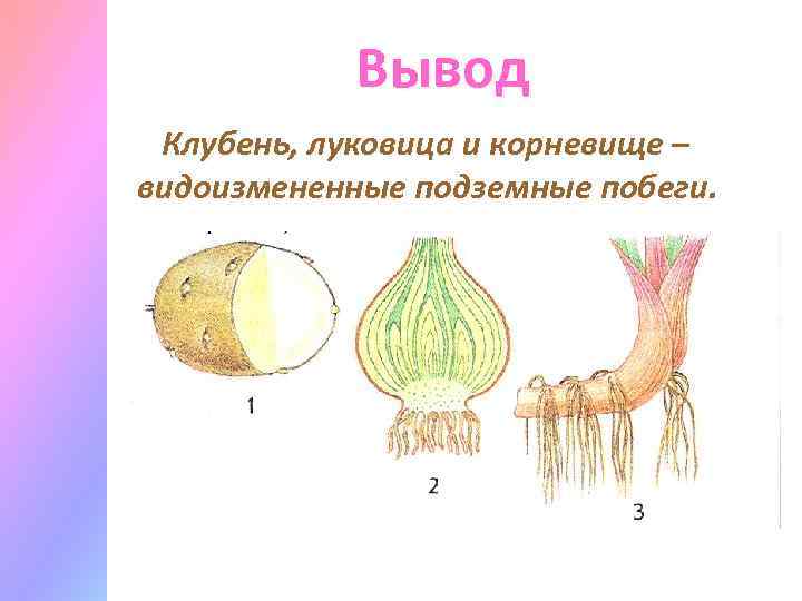 Вывод Клубень, луковица и корневище – видоизмененные подземные побеги. 