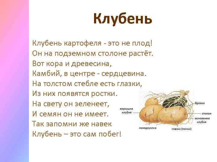 Клубень картофеля - это не плод! Он на подземном столоне растёт. Вот кора и