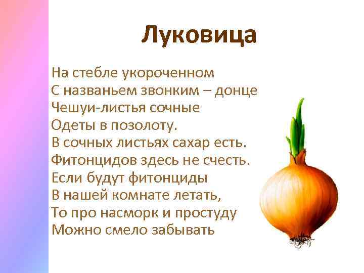 Луковица На стебле укороченном С названьем звонким – донце Чешуи-листья сочные Одеты в позолоту.