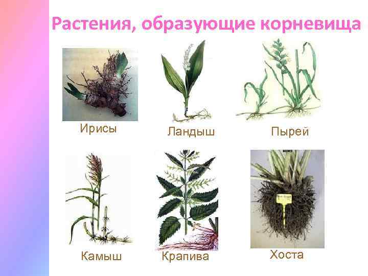 Растения, образующие корневища Ирисы Камыш Ландыш Крапива Пырей Хоста 