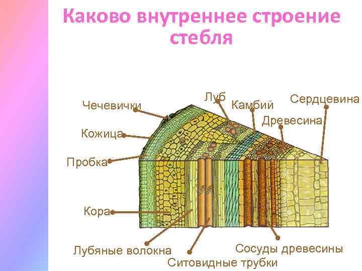 Каково внутреннее строение стебля Чечевички Кожица Луб Камбий Сердцевина Древесина Пробка Кора Сосуды древесины