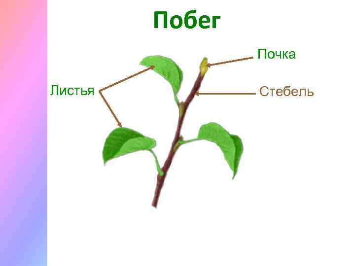 Побег Почка Листья Стебель 