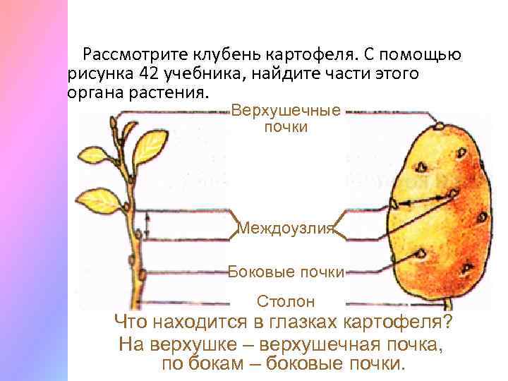 Рассмотрите клубень картофеля. С помощью рисунка 42 учебника, найдите части этого органа растения. Верхушечные