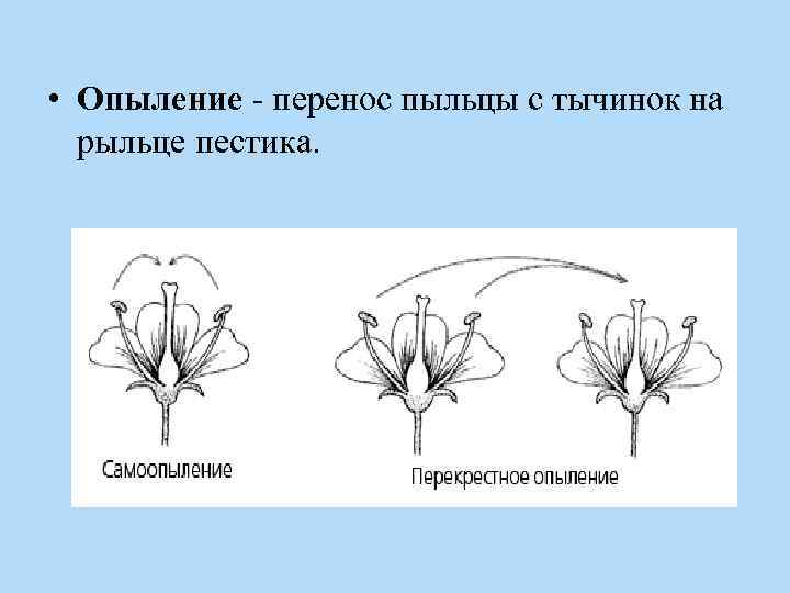  • Опыление - перенос пыльцы с тычинок на рыльце пестика. 