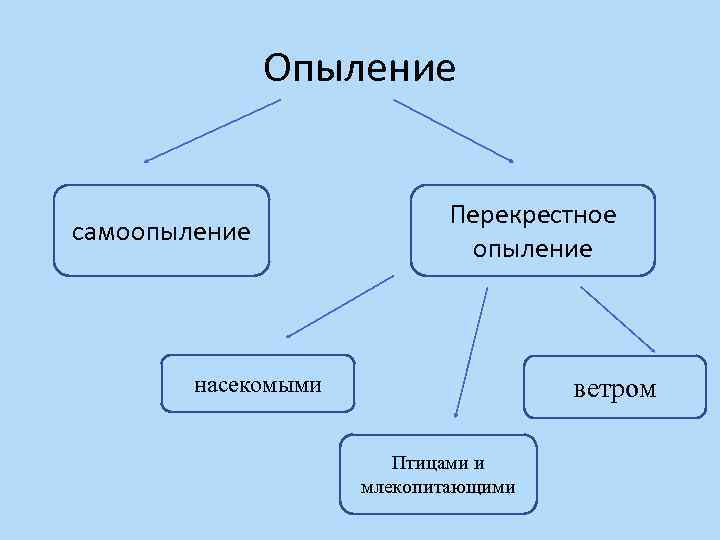 Опыление ветром и насекомыми