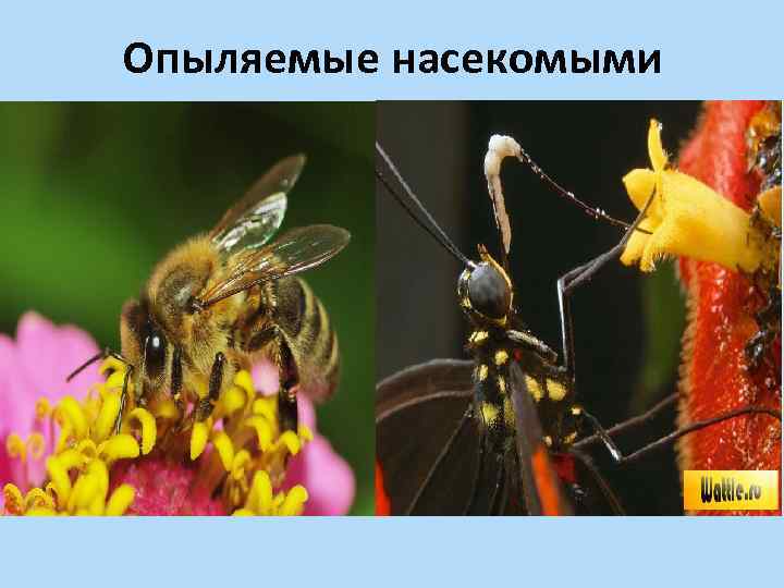 Опыляемые насекомыми 