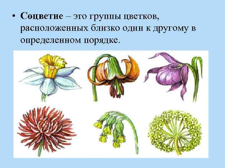  • Соцветие – это группы цветков, расположенных близко один к другому в определенном