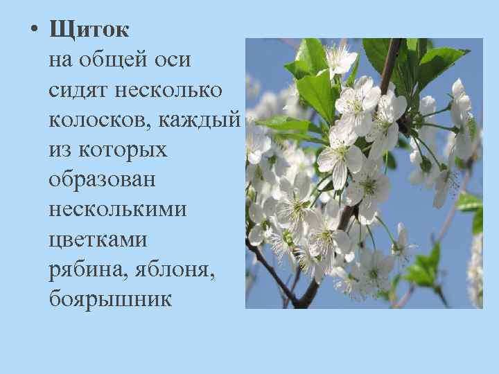  • Щиток на общей оси сидят несколько колосков, каждый из которых образован несколькими