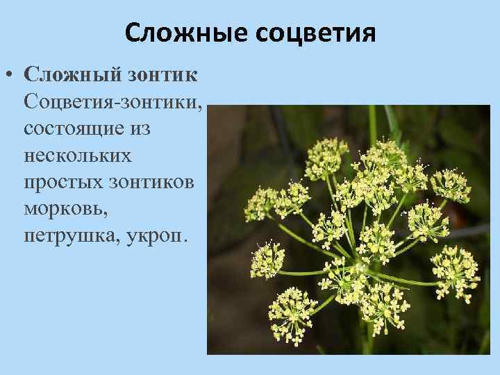 Классифицируйте приведенное на рисунке соцветие болиголова пятнистого по всем пяти вариантам