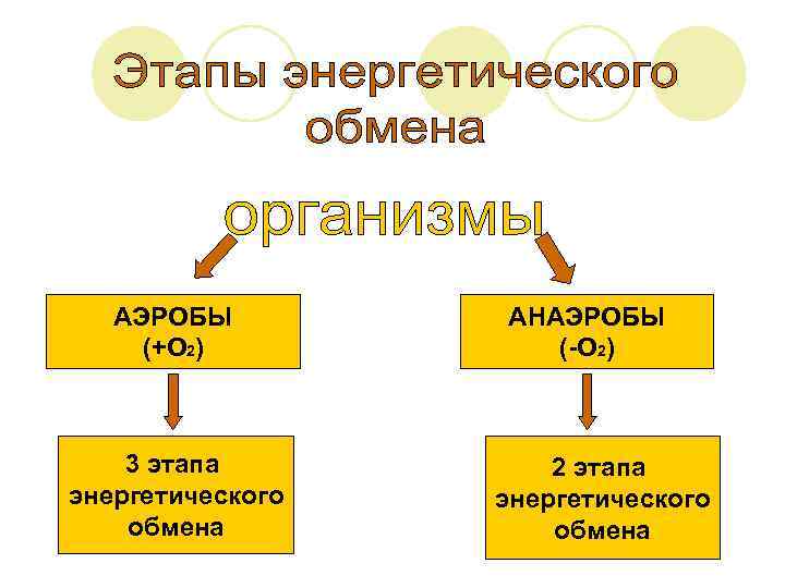 АЭРОБЫ (+О 2) 3 этапа энергетического обмена АНАЭРОБЫ (-О 2) 2 этапа энергетического обмена