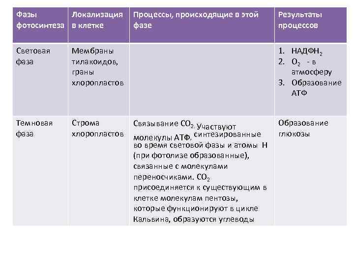 Фазы Локализация фотосинтеза в клетке Процессы, происходящие в этой фазе Световая фаза Мембраны тилакоидов,