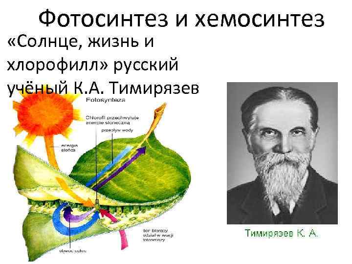 Фотосинтез и хемосинтез «Солнце, жизнь и хлорофилл» русский учёный К. А. Тимирязев 