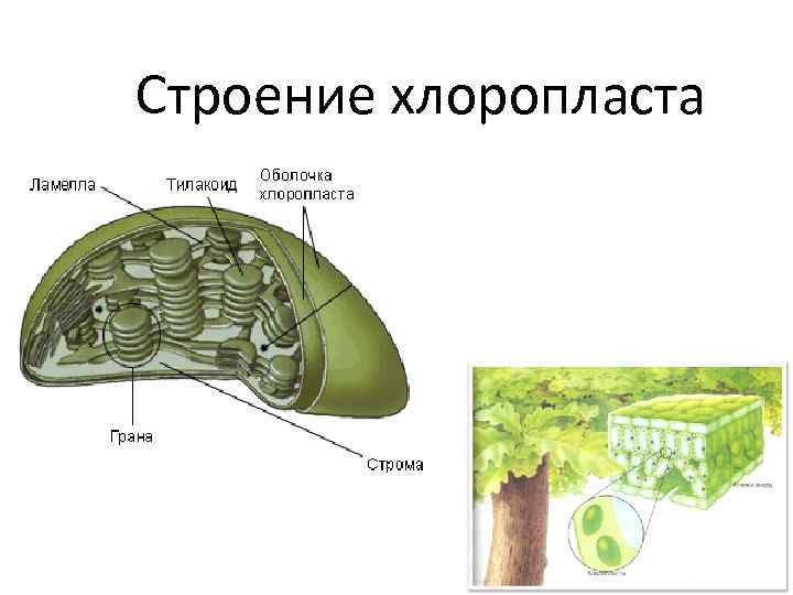 Строение хлоропласта 