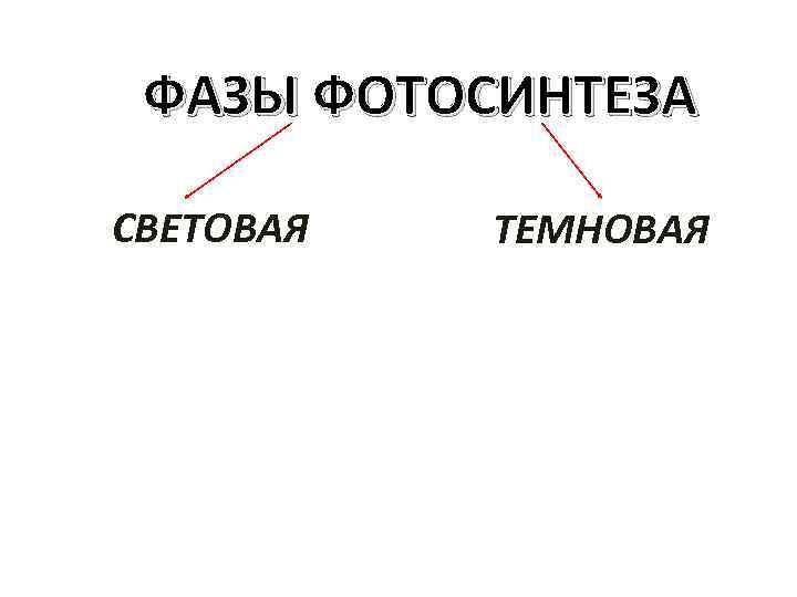ФАЗЫ ФОТОСИНТЕЗА СВЕТОВАЯ ТЕМНОВАЯ 