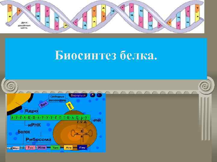 Биосинтез белка. 18. 02. 2018 