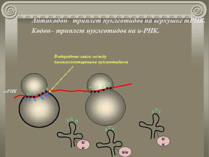 Антикодон– триплет нуклеотидов на верхушке т. РНК. Кодон– триплет нуклеотидов на и-РНК. Водородные связи