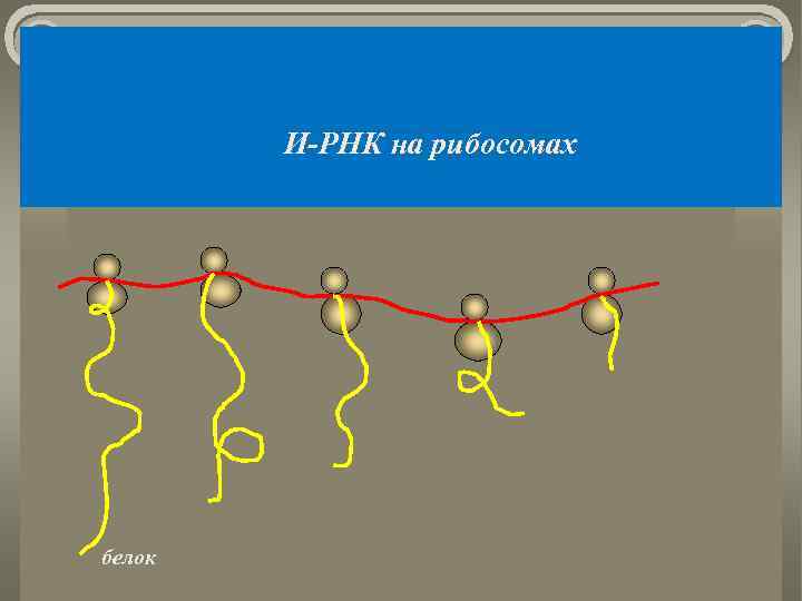 И-РНК на рибосомах белок 