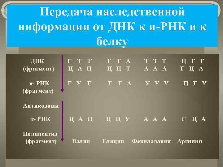 Передача наследственной информации от ДНК к и-РНК и к белку ДНК (фрагмент) Г Т