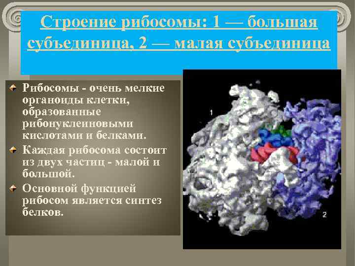 Строение рибосомы: 1 — большая субъединица, 2 — малая субъединица Рибосомы - очень мелкие