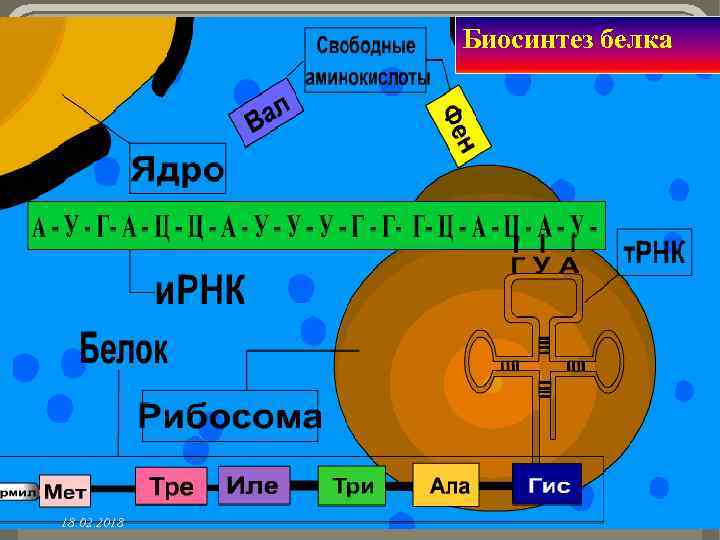 Биосинтез белка 18. 02. 2018 