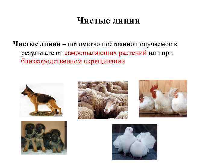 Чистые линии – потомство постоянно получаемое в результате от самоопыляющих растений или при близкородственном