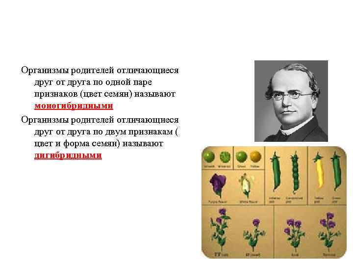 Организмы родителей отличающиеся друг от друга по одной паре признаков (цвет семян) называют моногибридными