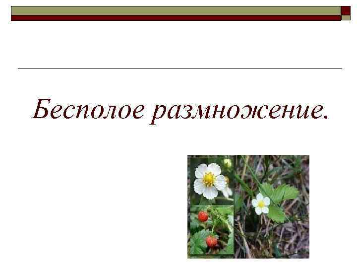 Бесполое размножение. 