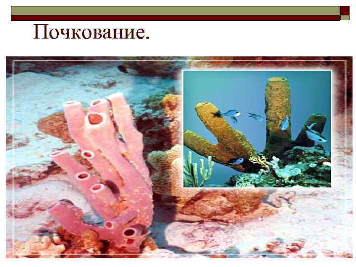 Почкование. 