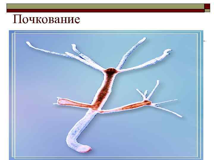 Почкование 