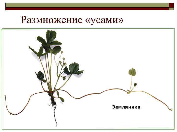 Размножение «усами» Земляника 