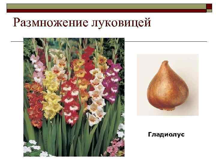 Размножение луковицей Гладиолус 