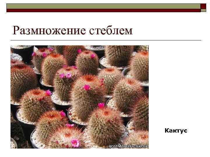 Размножение стеблем Кактус 