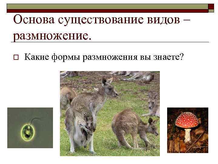Основа существование видов – размножение. o Какие формы размножения вы знаете? 