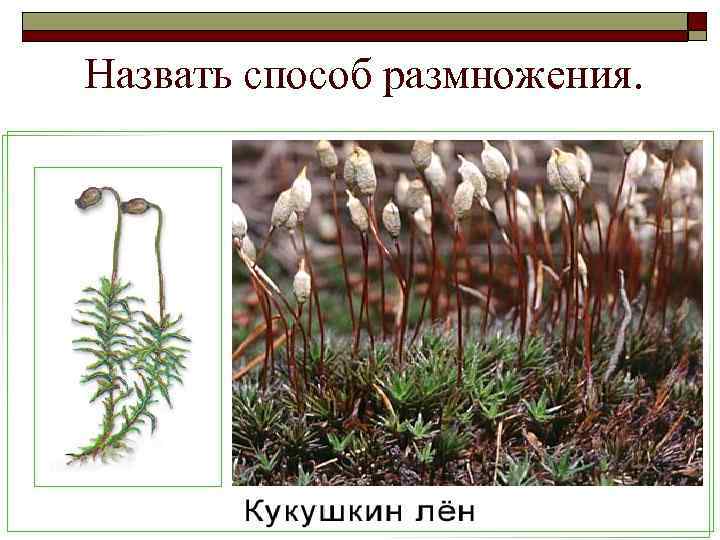 Назвать способ размножения. 