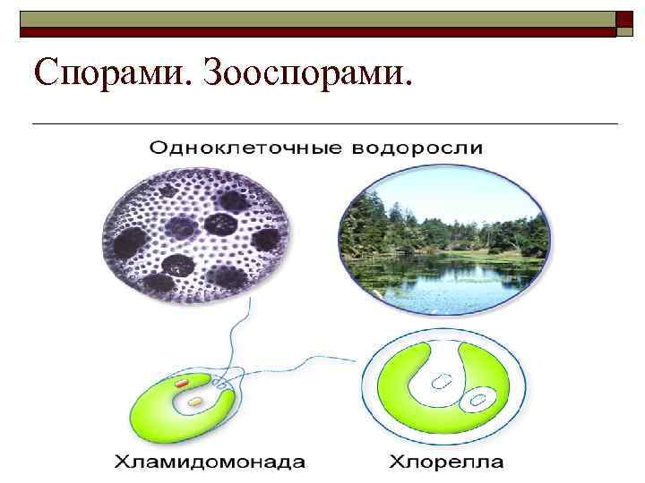 Спорами. Зооспорами. 