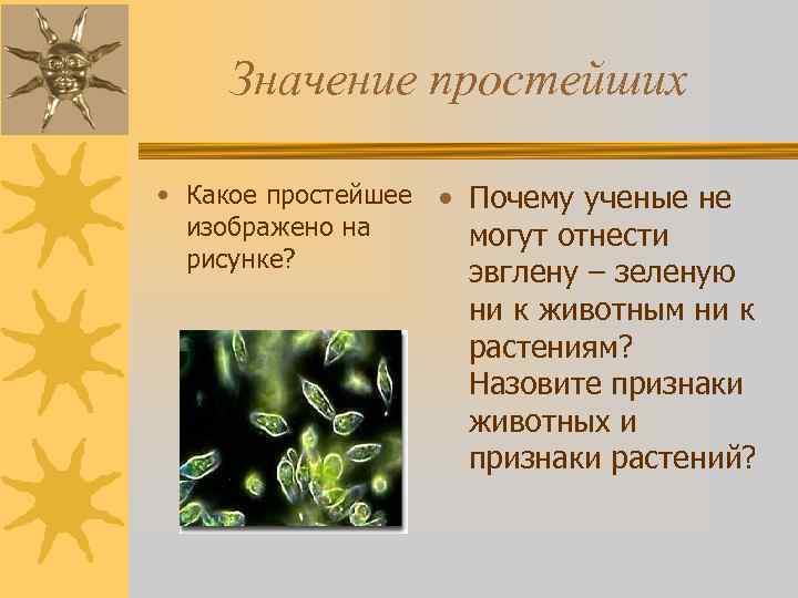 Значение простейших • Какое простейшее • Почему ученые не изображено на могут отнести рисунке?