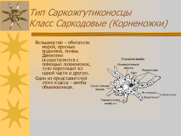Тип Саркожгутиконосцы Класс Саркодовые (Корненожки) Большинство – обитатели морей, пресных водоемов, почвы. Движение осуществляется