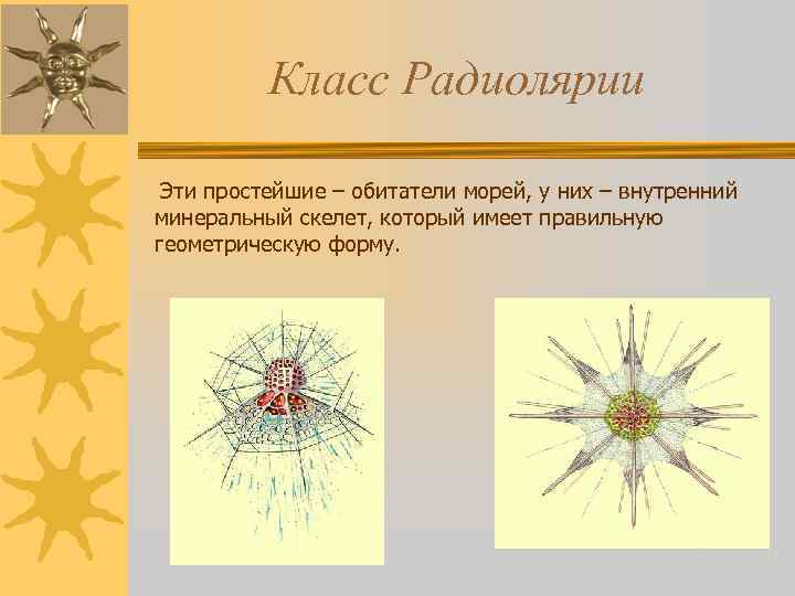 Класс Радиолярии Эти простейшие – обитатели морей, у них – внутренний минеральный скелет, который