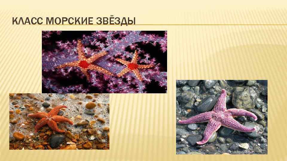 КЛАСС МОРСКИЕ ЗВЁЗДЫ 