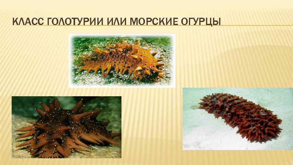 КЛАСС ГОЛОТУРИИ ИЛИ МОРСКИЕ ОГУРЦЫ 