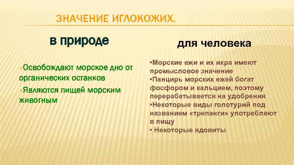 ЗНАЧЕНИЕ ИГЛОКОЖИХ. в природе • Освобождают морское дно от органических останков • Являются пищей