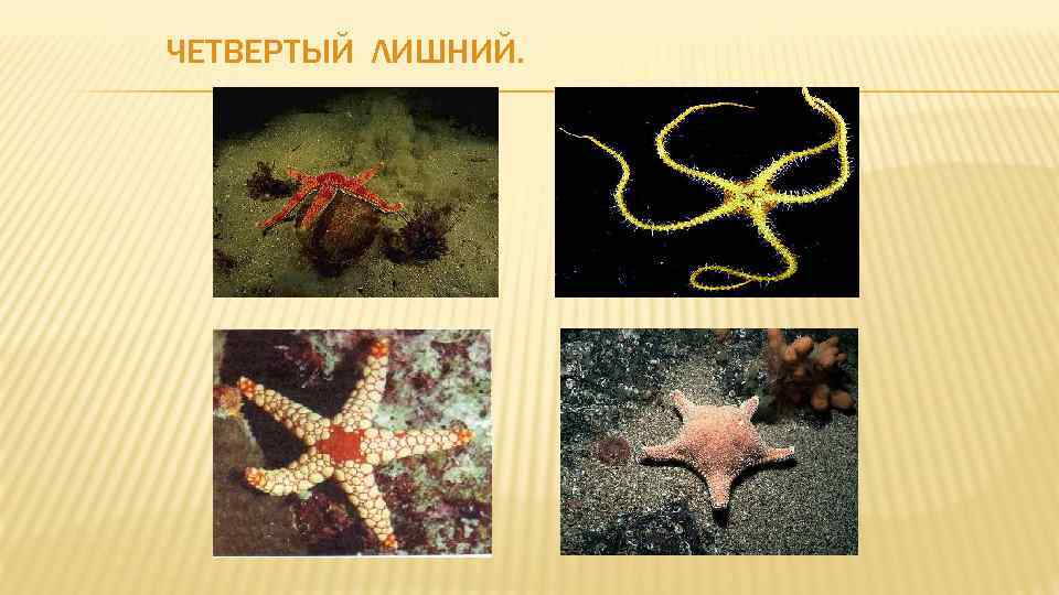 ЧЕТВЕРТЫЙ ЛИШНИЙ. 