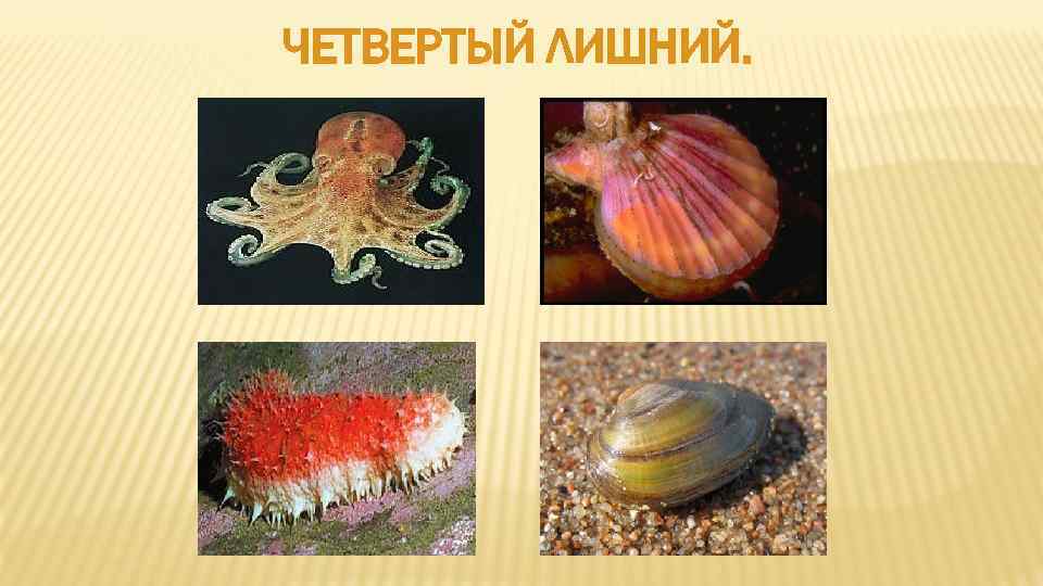 Морским моллюскам относятся
