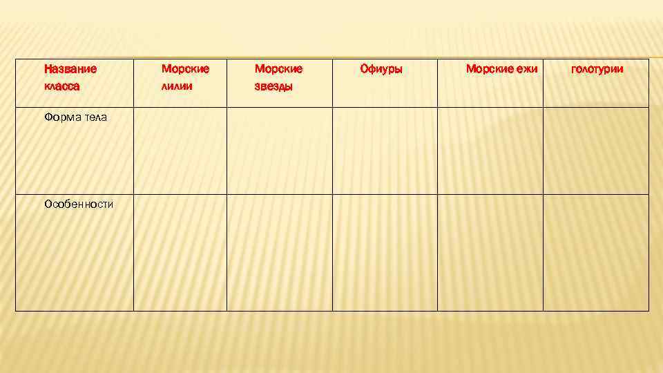 Название класса Морские лилии Морские звезды Офиуры Морские ежи голотурии Форма тела Особенности 