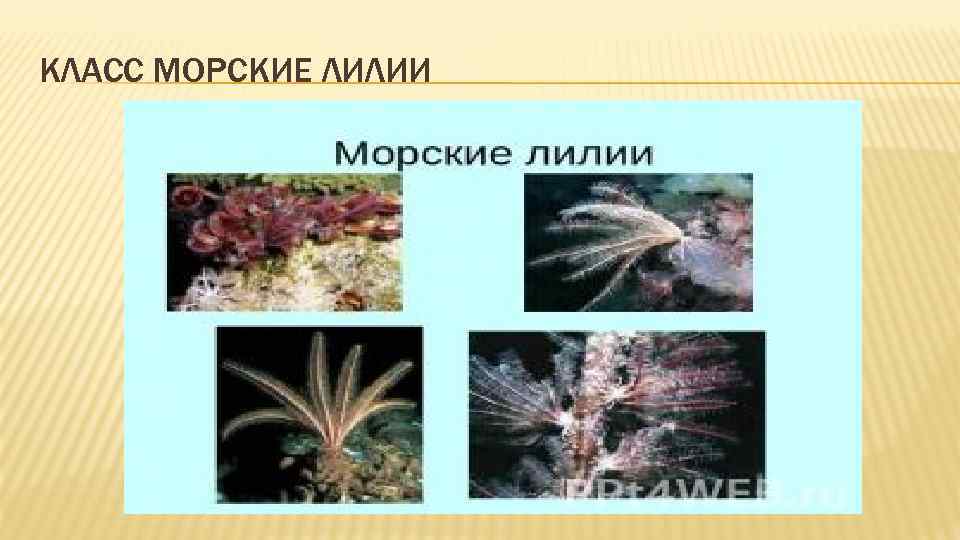 КЛАСС МОРСКИЕ ЛИЛИИ 