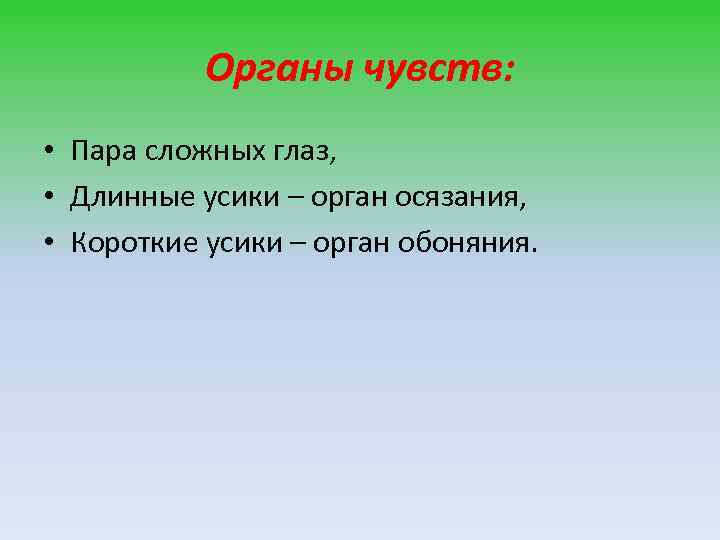 Органы чувств: • Пара сложных глаз, • Длинные усики – орган осязания, • Короткие