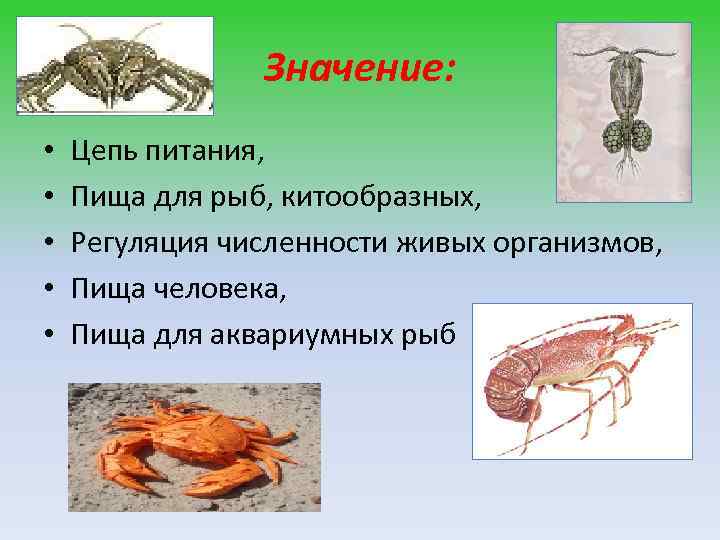 Значение: • • • Цепь питания, Пища для рыб, китообразных, Регуляция численности живых организмов,