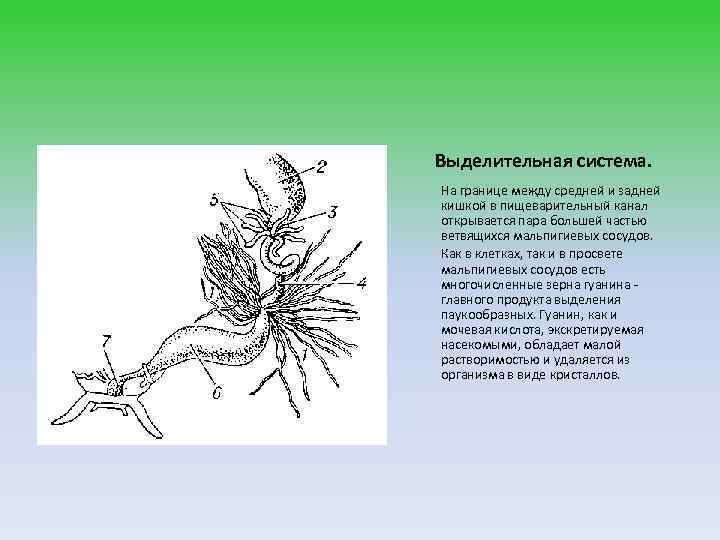 Выделительная система. На границе между средней и задней кишкой в пищеварительный канал открывается пара