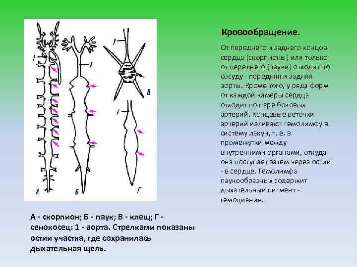 Кровообращение. От переднего и заднего концов сердца (скорпионы) или только от переднего (пауки) отходит