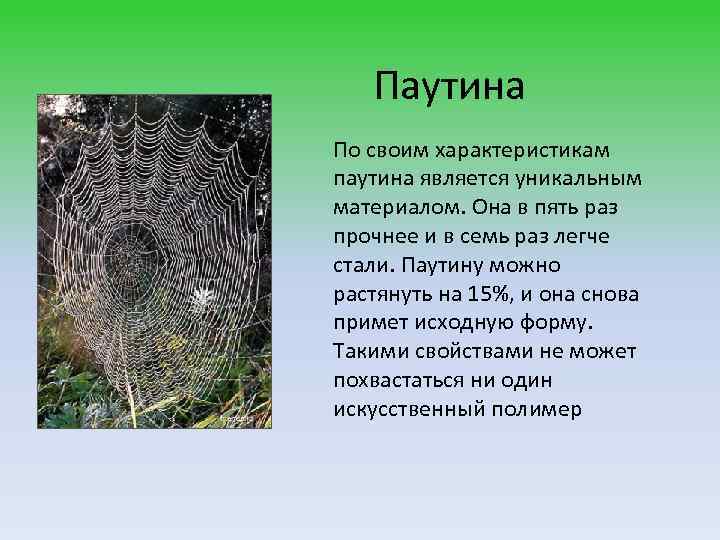 Паутина По своим характеристикам паутина является уникальным материалом. Она в пять раз прочнее и